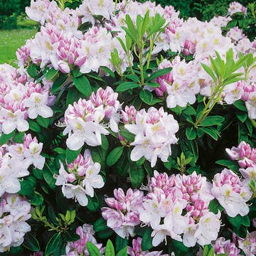 Rhododendron Omnia Garden Gomer Waterer 30-40 cm