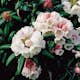 Rhododendron Koichiro Wada Omnia Garden 20-25 cm
