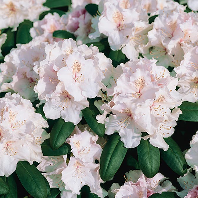 Rhododendron Omnia Garden Schneekrone 25-30 cm