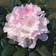 Rhododendron Omnia Garden Silberwolke 25-30 cm