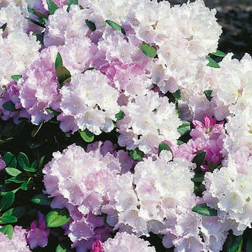 Rhododendron Omnia Garden Silberwolke 25-30 cm