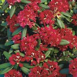 Rhododendron