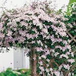 Klätterväxt Röd Bergsklematis Omnia Garden 40-60 cm