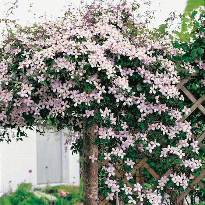 Klätterväxt Röd Bergsklematis Omnia Garden 40-60 cm