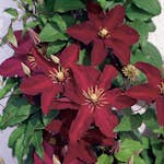 Klätterväxt Jackmanii Klematis Omnia Garden 40-60 cm