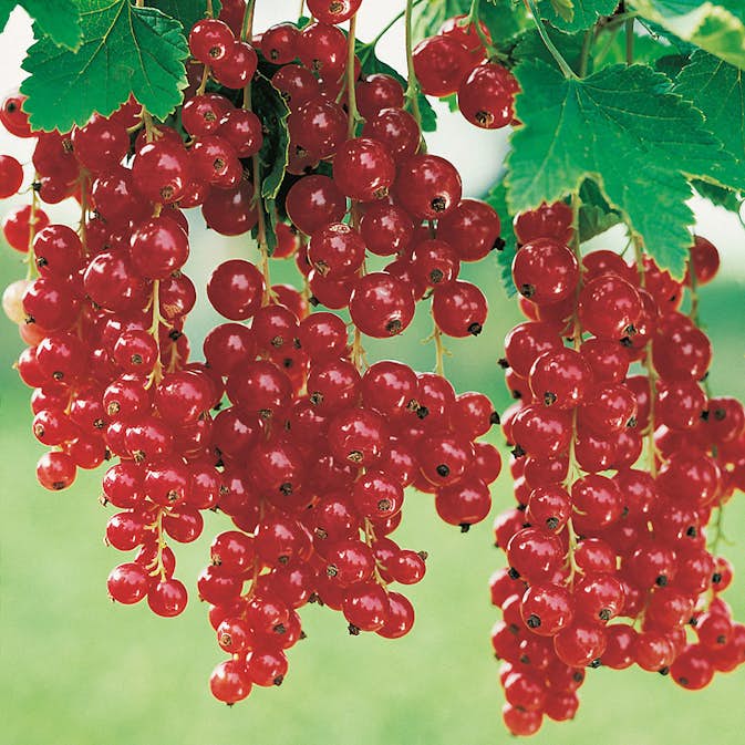 Buske Röda Vinbär Stam Röda Holländska Omnia Garden 40-60 sth