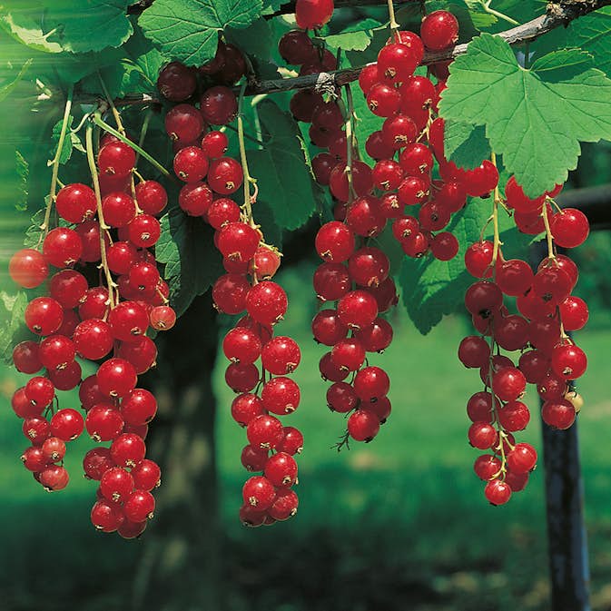 Buske Röda Vinbär Omnia Garden Jonkheer Van Teets 30-50 cm