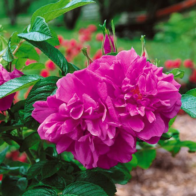 Planta Rugosa-ros Hansa @Plant 30-50cm, 100st