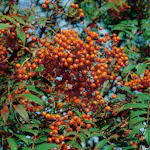 Rönn Omnia Garden 50-80 cm