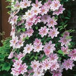 Klätterväxt Rosa Patens Klematis Omnia Garden 40-60 cm