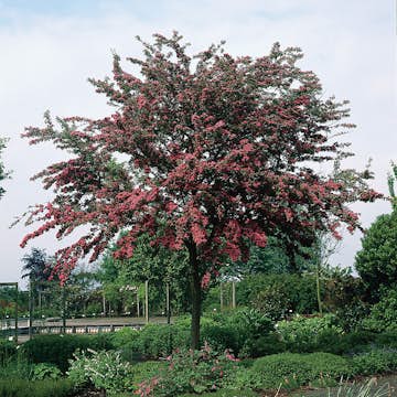 Prydnadsträd Omnia Garden Rosenhagtorn med Rosa Blomning, 100-120 cm