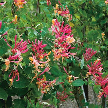 Klätterväxt Rosenkaprifol Omnia Garden 40-60 cm