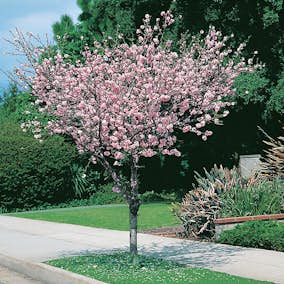 Prydnadsträd Rosenmandel Omnia Garden Rosa Blomning 100-120 cm med Grönt Lövverk
