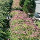 Buske Omnia Garden Rosenspirea 20-30 cm