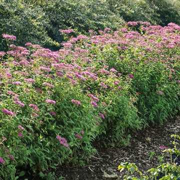 Buske Omnia Garden Rosenspirea 20-30 cm