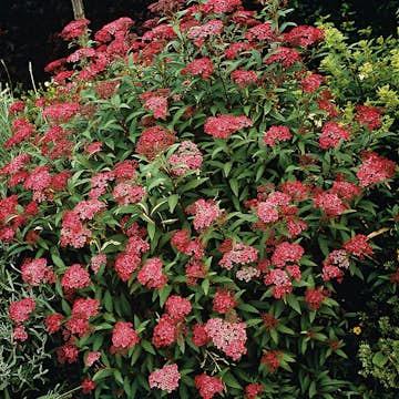 Prydnadsbuske Omnia Garden Rosenspirea Karminröd