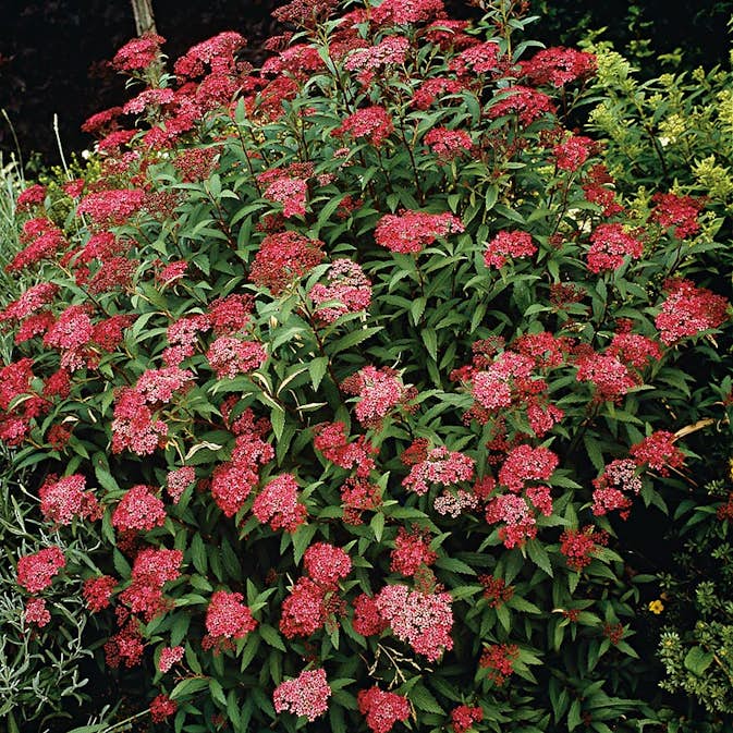 Prydnadsbuske Omnia Garden Rosenspirea Karminröd