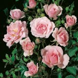 Rosor