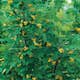 Häckkaragan Omnia Garden 40-65 cm