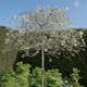 Prydnadsträd Omnia Garden - Silverpäron med Vit Blomning 80-90 cm