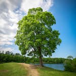 Pryndnadsträd Skogslönn Omnia Garden 350-450 cm Frilandsodlat Högstamsträd med Grönt Lövverk