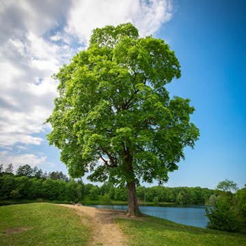 Pryndnadsträd Skogslönn Omnia Garden 350-450 cm Frilandsodlat Högstamsträd med Grönt Lövverk