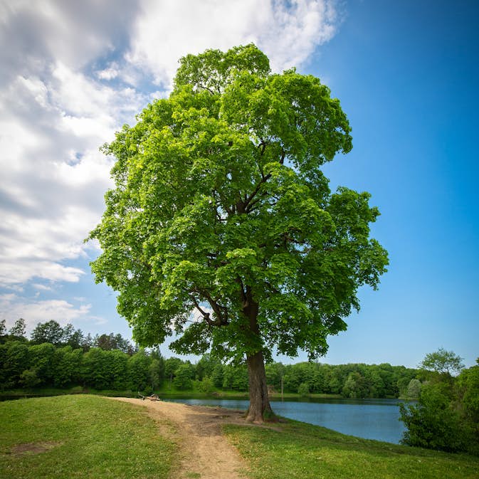 Pryndnadsträd Skogslönn Omnia Garden 350-450 cm Frilandsodlat Högstamsträd med Grönt Lövverk