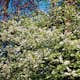 Buske Omnia Garden Slån 50-80 cm