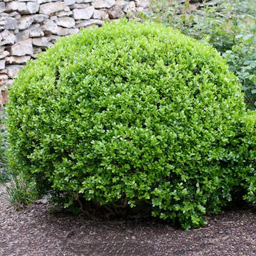 Prydnadsbuske Omnia Garden Småbladig Buxbom