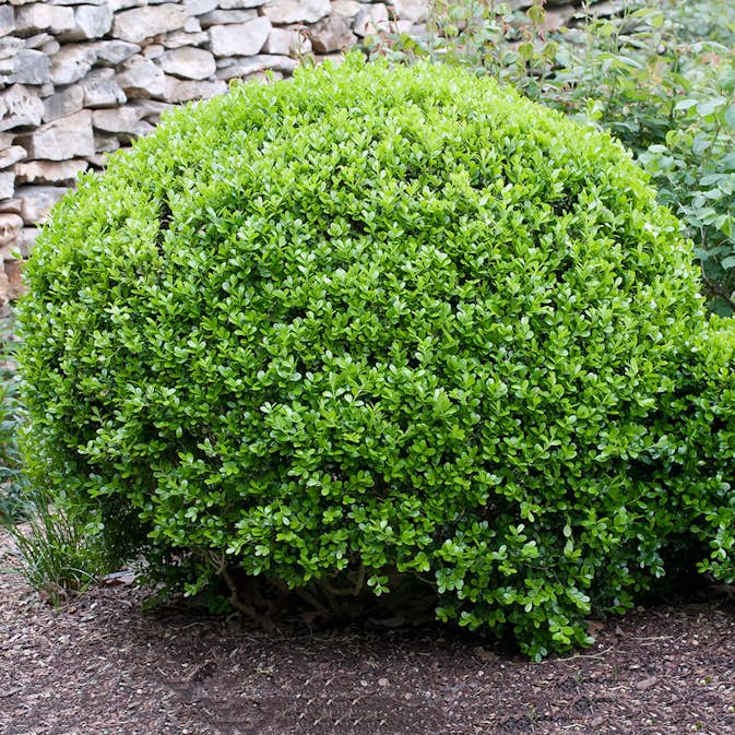 Prydnadsbuske Omnia Garden Småbladig Buxbom
