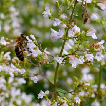 Perenn Omnia Garden Stenkyndel