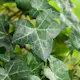 Klätterväxt Storbladig Murgröna Hedera Hibernica Omnia Garden 40-60 cm