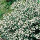 Prydnadsbuske Omnia Garden Svartaronia
