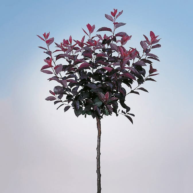 Prydnadsträd Omnia Garden Svartplommon, Rött Lövverk & Vit Blomning, 80-90 cm