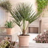 Inomhusväxter & krukor