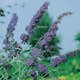 Prydnadsbuske Omnia Garden Syrénbuddleja Nanho Blue