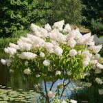 Prydnadsträd Omnia Garden Vit Hortensia - Uppstammad Syrenhortensia, 80-100 cm