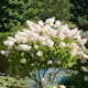 Prydnadsträd Omnia Garden Vit Hortensia - Uppstammad Syrenhortensia, 80-100 cm