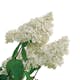 Prydnadsträd Omnia Garden Vit Hortensia - Uppstammad Syrenhortensia, 80-100 cm