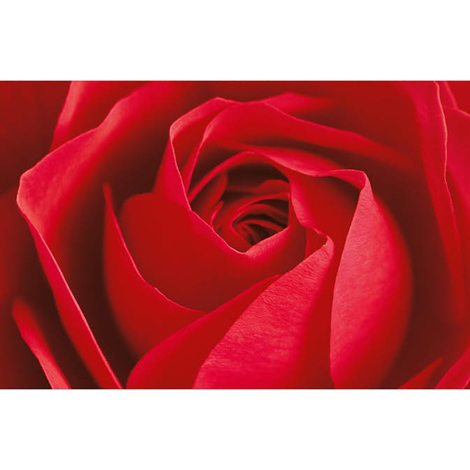 Tapet Idealdecor Giant Art L'important c'est la Rose