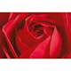 Tapet Idealdecor Giant Art L'important c'est la Rose