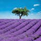 Tapet Idealdecor Provence 144