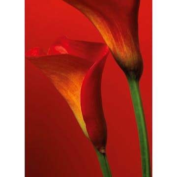 Tapet Idealdecor Red Calla Lilies