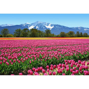 Tapet Idealdecor Tulips