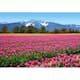 Tapet Idealdecor Tulips