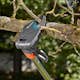 Toppsax Gardena StarCut 410 Plus Teleskopisk
