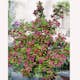 Prydnadsbuske Trädgårdsprakttry Omnia Garden 125-150cm