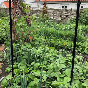 TrådSpaljé Flexigarden