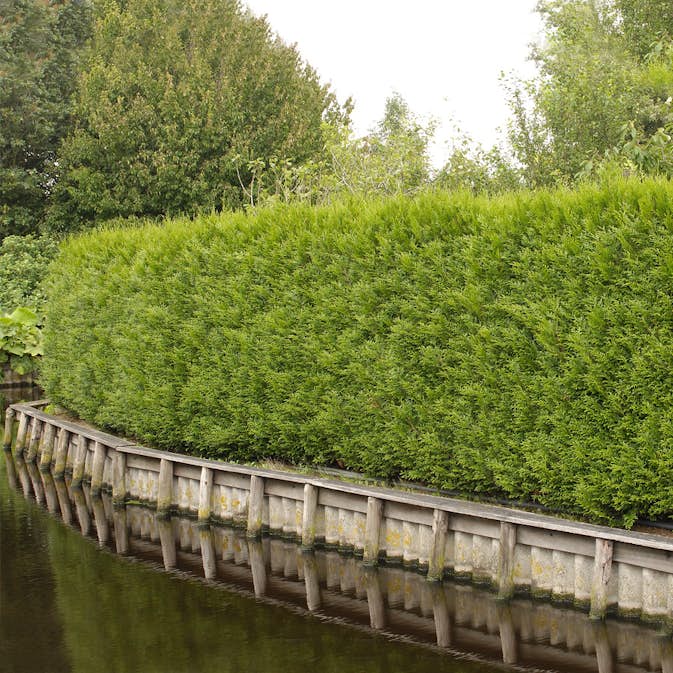 Häck Omnia Garden Tuja 100-125 cm