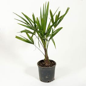 Väderkvarnspalm Omnia Garden